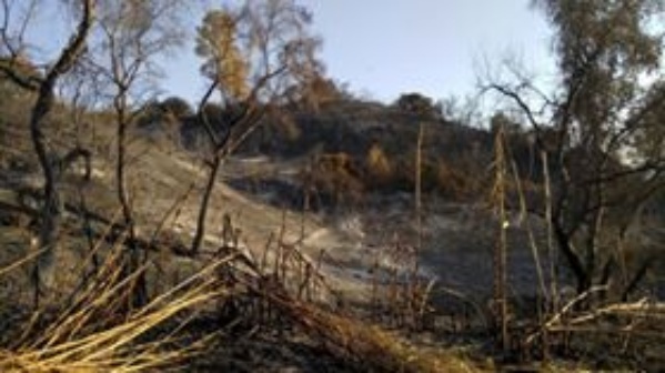 Medio Ambiente_Incendio forestal 2