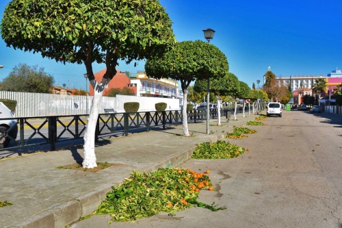 Servicios_Mantenimiento espacios verdes-4