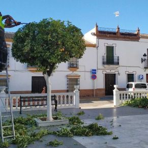 Obras y Servicios_Zonas verdes 4